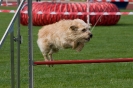 Bundessiegerprüfung Agility am 21.06.2009 _77