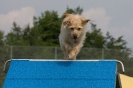 Bundessiegerprüfung Agility am 21.06.2009 _78