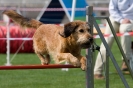 Bundessiegerprüfung Agility am 21.06.2009 _83