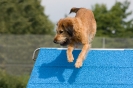 Bundessiegerprüfung Agility am 21.06.2009 _84