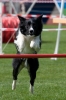 Bundessiegerprüfung Agility am 21.06.2009 _86