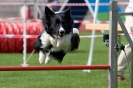 Bundessiegerprüfung Agility am 21.06.2009 _87