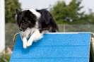 Bundessiegerprüfung Agility am 21.06.2009 _92