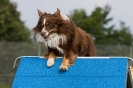 Bundessiegerprüfung Agility am 21.06.2009 _94