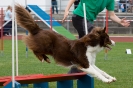 Bundessiegerprüfung Agility am 21.06.2009 _96