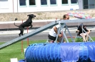 Bundessiegerprüfung Agility in Haunstetten am 22.06.2008  _147