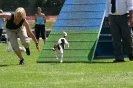 Bundessiegerprüfung Agility in Haunstetten am 22.06.2008  _158