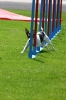 Bundessiegerprüfung Agility in Haunstetten am 22.06.2008  _160