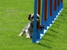 Bundessiegerprüfung Agility in Haunstetten am 22.06.2008  _164