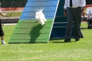 Bundessiegerprüfung Agility in Haunstetten am 22.06.2008  _168