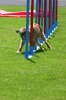 Bundessiegerprüfung Agility in Haunstetten am 22.06.2008 