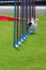 Bundessiegerprüfung Agility in Haunstetten am 22.06.2008  _180