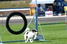 Bundessiegerprüfung Agility in Haunstetten am 22.06.2008  _55