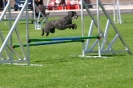 Bundessiegerprüfung Agility in Haunstetten am 22.06.2008  _65