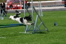 Bundessiegerprüfung Agility in Haunstetten am 22.06.2008  _70