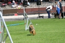 Bundessiegerprüfung Agility in Haunstetten am 22.06.2008  _73