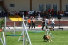 Bundessiegerprüfung Agility in Haunstetten am 22.06.2008  _76