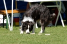 Deutsche Meisterschaft Obedience 2009 