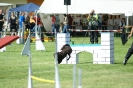 Deutsche Vereinsmeisterschaft Agility am 30./31.08.2008 _105