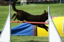 Deutsche Vereinsmeisterschaft Agility am 30./31.08.2008 _111