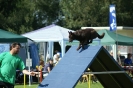 Deutsche Vereinsmeisterschaft Agility am 30./31.08.2008 _112