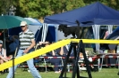 Deutsche Vereinsmeisterschaft Agility am 30./31.08.2008 _148