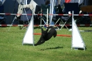 Deutsche Vereinsmeisterschaft Agility am 30./31.08.2008 _150