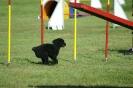 Deutsche Vereinsmeisterschaft Agility am 30./31.08.2008 _152