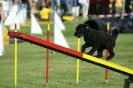 Deutsche Vereinsmeisterschaft Agility am 30./31.08.2008 _155