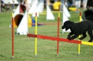 Deutsche Vereinsmeisterschaft Agility am 30./31.08.2008 _156