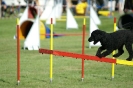 Deutsche Vereinsmeisterschaft Agility am 30./31.08.2008 _156