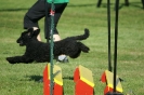 Deutsche Vereinsmeisterschaft Agility am 30./31.08.2008 _157