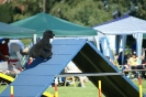 Deutsche Vereinsmeisterschaft Agility am 30./31.08.2008 _158