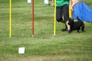 Deutsche Vereinsmeisterschaft Agility am 30./31.08.2008 _178