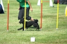 Deutsche Vereinsmeisterschaft Agility am 30./31.08.2008 _180