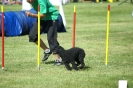 Deutsche Vereinsmeisterschaft Agility am 30./31.08.2008 _181