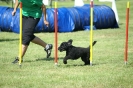 Deutsche Vereinsmeisterschaft Agility am 30./31.08.2008 _182