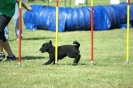 Deutsche Vereinsmeisterschaft Agility am 30./31.08.2008 _183