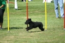 Deutsche Vereinsmeisterschaft Agility am 30./31.08.2008 _184