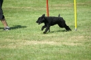 Deutsche Vereinsmeisterschaft Agility am 30./31.08.2008 _185