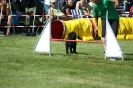 Deutsche Vereinsmeisterschaft Agility am 30./31.08.2008 _186