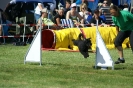 Deutsche Vereinsmeisterschaft Agility am 30./31.08.2008 _187