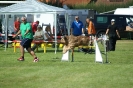 Deutsche Vereinsmeisterschaft Agility am 30./31.08.2008 _208