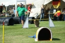 Deutsche Vereinsmeisterschaft Agility am 30./31.08.2008 _211