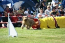 Deutsche Vereinsmeisterschaft Agility am 30./31.08.2008 _214