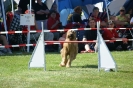 Deutsche Vereinsmeisterschaft Agility am 30./31.08.2008 _215