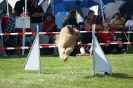 Deutsche Vereinsmeisterschaft Agility am 30./31.08.2008 _216