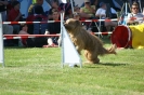 Deutsche Vereinsmeisterschaft Agility am 30./31.08.2008 _217