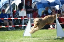 Deutsche Vereinsmeisterschaft Agility am 30./31.08.2008 _218