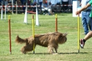 Deutsche Vereinsmeisterschaft Agility am 30./31.08.2008 _220